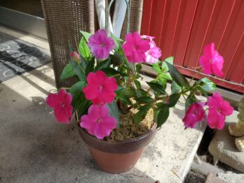 鉢植えのお花を頂きました。