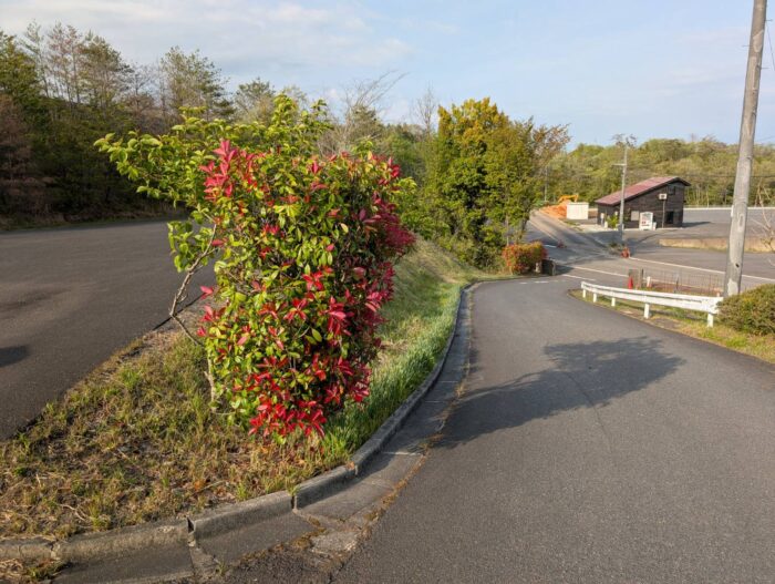 さくらんぼの実