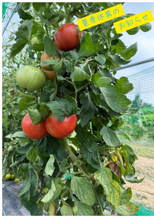 夏季休業のお知らせ